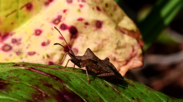 Dock Bug in his environment. His Latin name is Coreus marginatus.