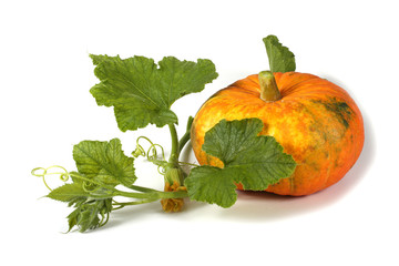 Pumpkin and leaves