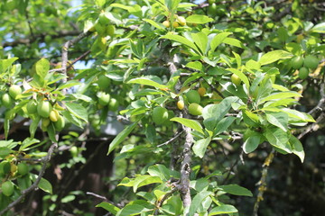 Green plum tree with green plum fruit. Plum fruit is ripening as the season of plum fruit is ahead