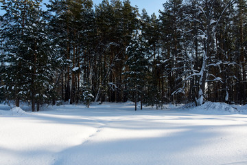 winter in the forest
