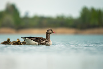Goose family with young goslings swimming on a lake