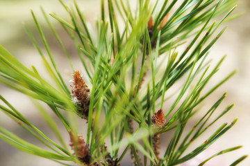 spruce branch with long needles and small cones close-up . bright background