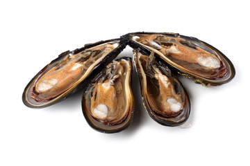 Mussels