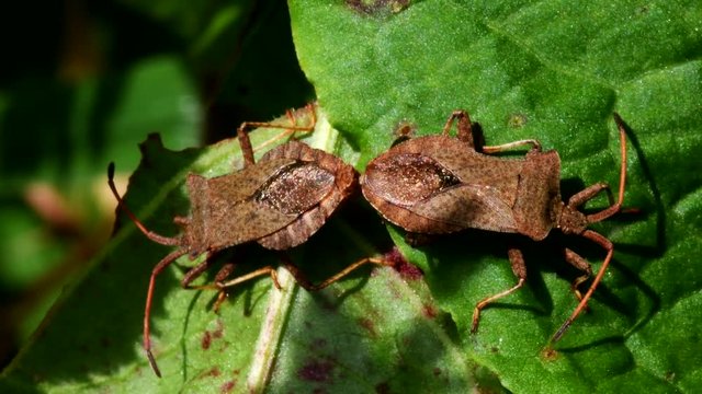 Dock Bugs in copulation. His Latin name is Coreus marginatus.