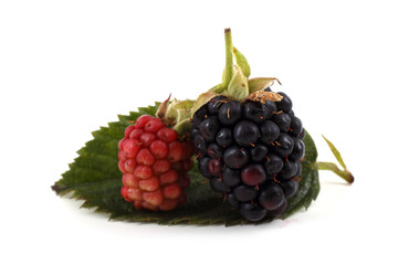 Ripe and unripe blackberries on leaf