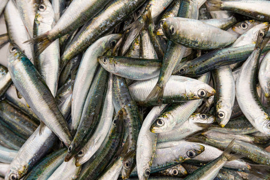Fresh sprats at street fish market, selling ecological organic food from local producers, closeup photo