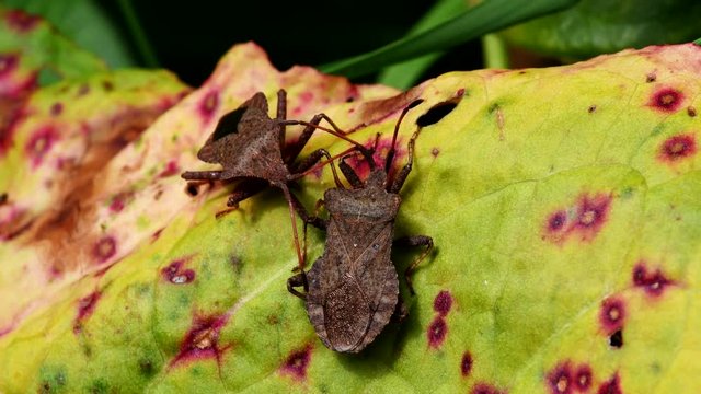 Dock Bugs in copulation. His Latin name is Coreus marginatus.