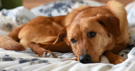Golden dog which is laying on a bed