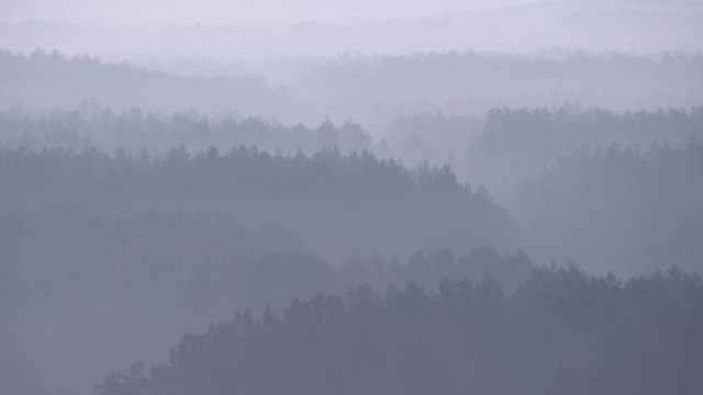 High altitude view of foggy forest diminishing in perspective. Mysterious atmosphere in nature landscape. Misty layers of trees