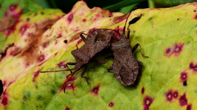 Dock Bugs in copulation. His Latin name is Coreus marginatus.