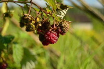 Berries of the last summer red raspberry on a branch