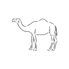 Camel. Hand drawn vector illustration. Can be used separately from your design. camel vector sketch illustration