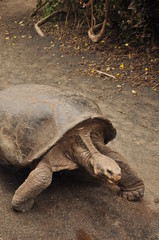 Galapagos Island