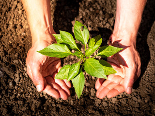 Männer Hände setzen junge Paprikapflanze mit einer Wespe auf einem Blatt in die Erde, Gartenarbeit, Frühling, Teilabschnitt