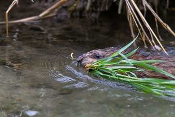 A young muskrat on the banks of a stream looking for food