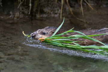 A young muskrat on the banks of a stream looking for food