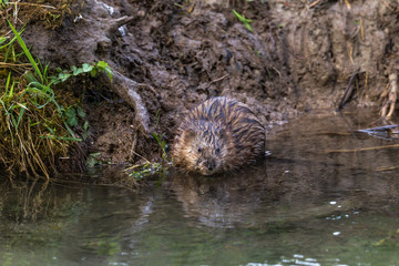 A young muskrat on the banks of a stream looking for food