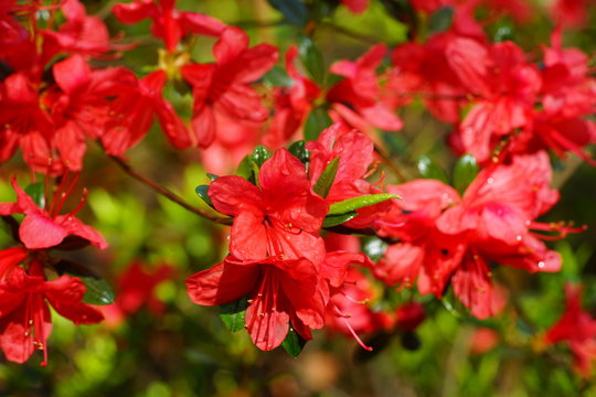 Red azalea flower bush in the spring garden