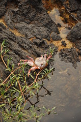 Galapagos Island