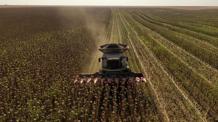 Aerial drone photograph showing industrial machine harvesting sunflower crops. Severe drought...