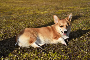 Welsh Corgi Pembroke