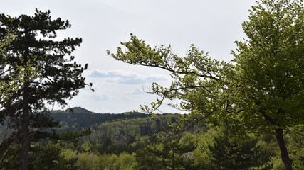 Wolken, Buche mit frisch grünem Frühlingslaub, Föhren