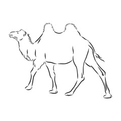Camel. Hand drawn vector illustration. Can be used separately from your design. camel vector sketch illustration