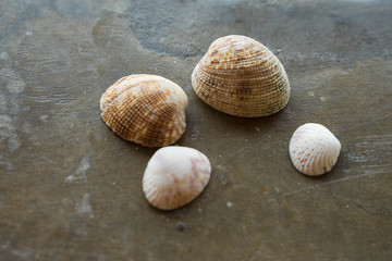 four beige shells of different sizes