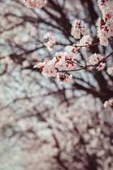 cherry blossom in spring