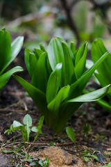 Obraz premium plant with green leaves in the spring garden
