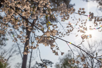 cherry blossom sakura in spring time over blue sky.