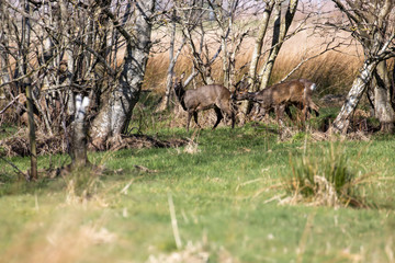 Roe deer, Capreolus capreolus, near view of deer walking/standing within woodland and field in background in Scotland during spring.