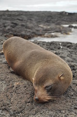Fototapeta premium Galapagos Island