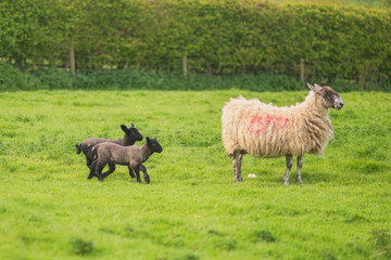 Obraz premium sheep with 2 lambs
