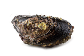 Mussel
