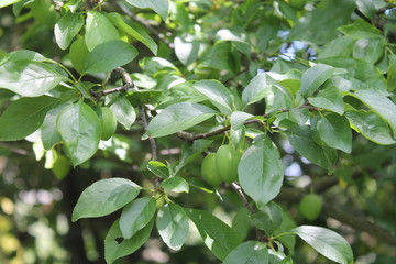 Fototapeta na wymiar green leaves of plum tree with immature plum fruit 