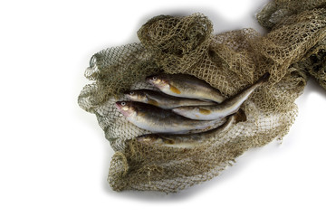 Saffron cod on net