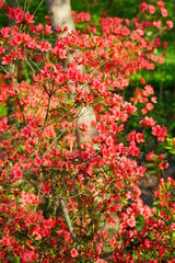 Red azalea flower bush in the spring garden