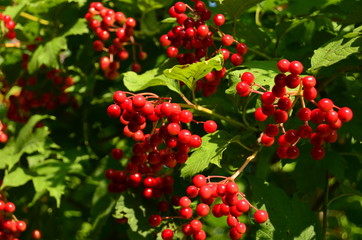 Ripe berries of viburnum red on a branch