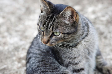 Cat, home animal, friend of man. At home, in quarantine. Selective focus. Close view. Horizontal.