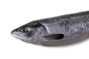 Arctic char