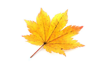 Autumn maple leaf