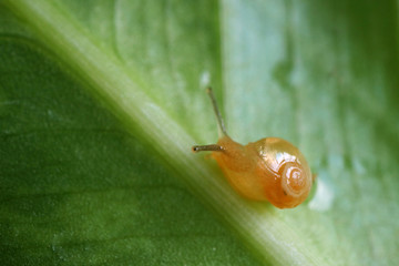 Macro shot of a little snail crawling on a green leaf