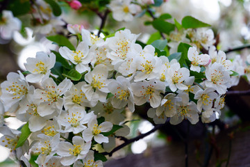 White and pink blossoms of a crabapple prunus tree in spring