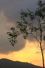 7 Sept 2008 sunset sun setting behind tree,  at hong kong nature