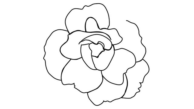 one line continuous drawing beautiful rose flower