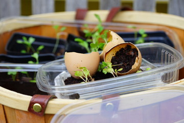 Growing kale seeds in eggshells and plastic salad crates