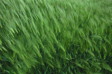 Green barley in the wind