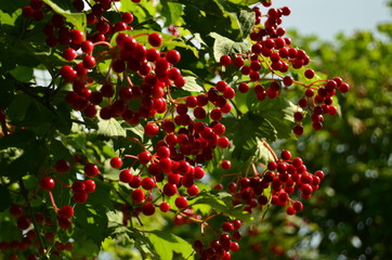 Ripe berries of viburnum red on a branch