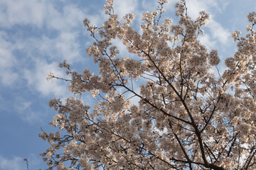 cherry blossom sakura in spring time over blue sky.